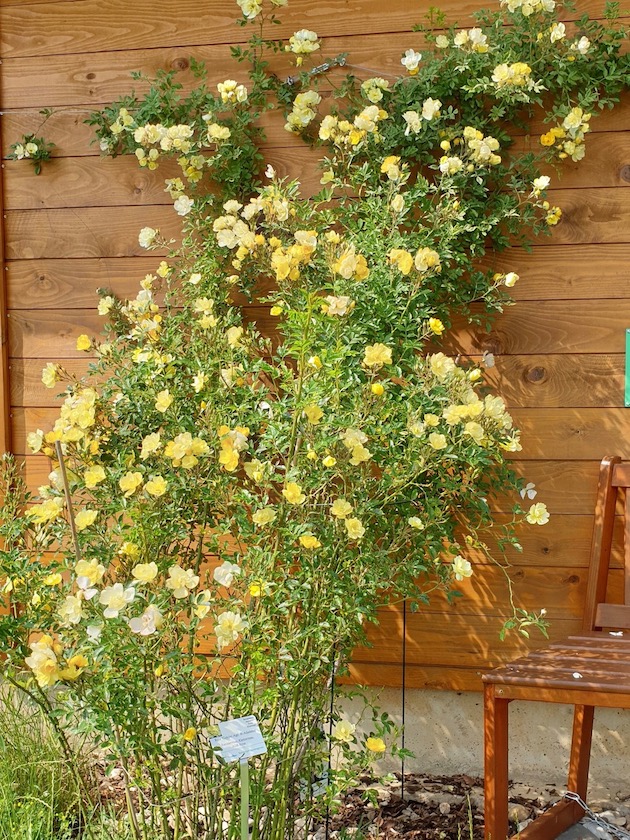 Ramblerrose "Golden Age" im Bamberger Bienengarten