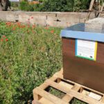 Unser Bienenvolk im "Welterbe-Garten"
