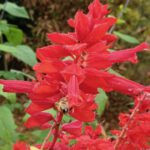 Biene an Feuersalbei (Salvia Splendens 'GoGo-Scarlet')