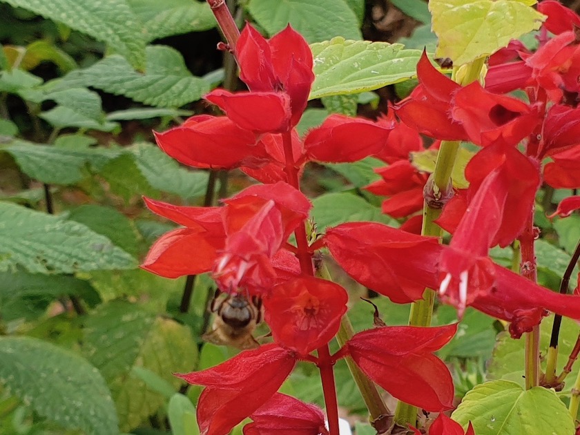 Biene an Feuersalbei (Salvia Splendens 'GoGo-Scarlet')
