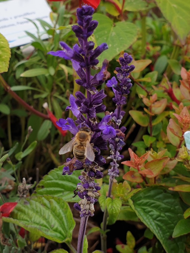 Biene an Ziersalbei (Salvia) 'Der freche Michel'