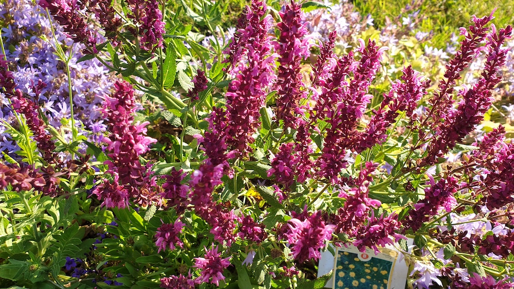 Gartensalbei (Salvia nemorosa 'Pink Friesland'