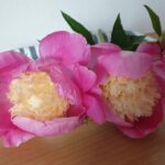 Paeonia lactiflora 'Bowl of Love' syn. 'Wladyslawa' (Pfingstrose)