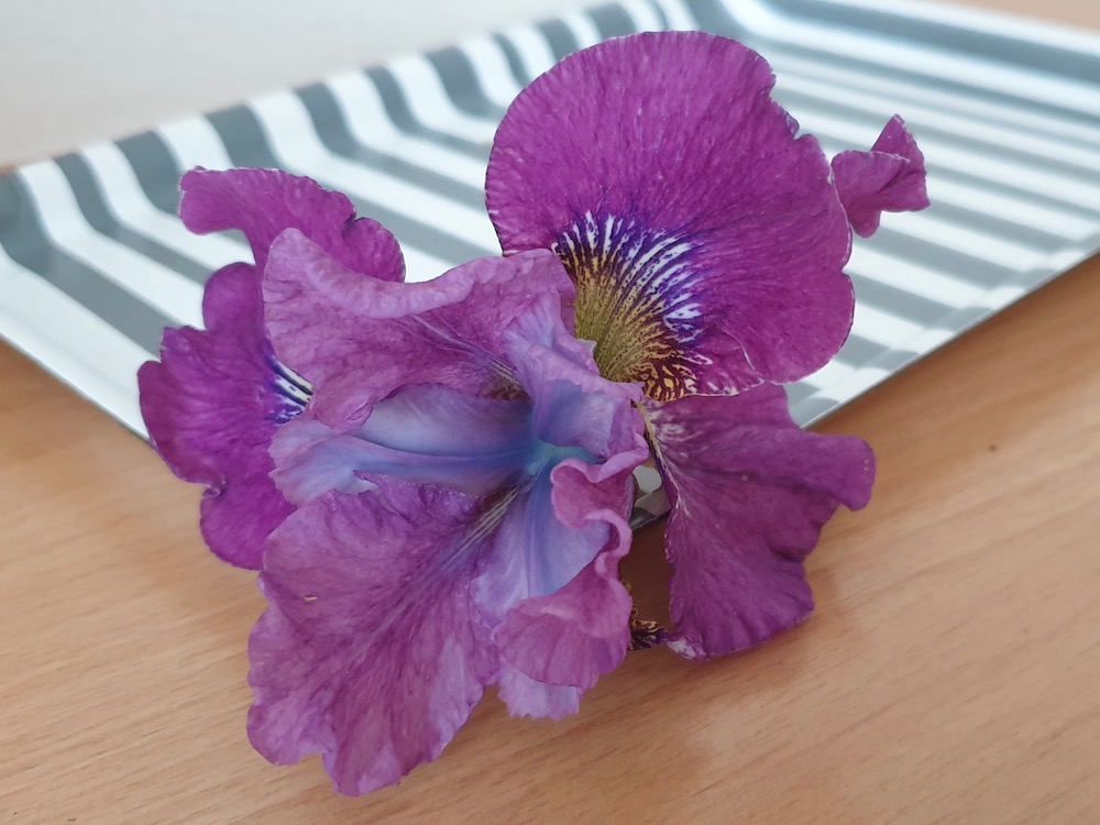 Iris sibirica 'Weinkönigin'
