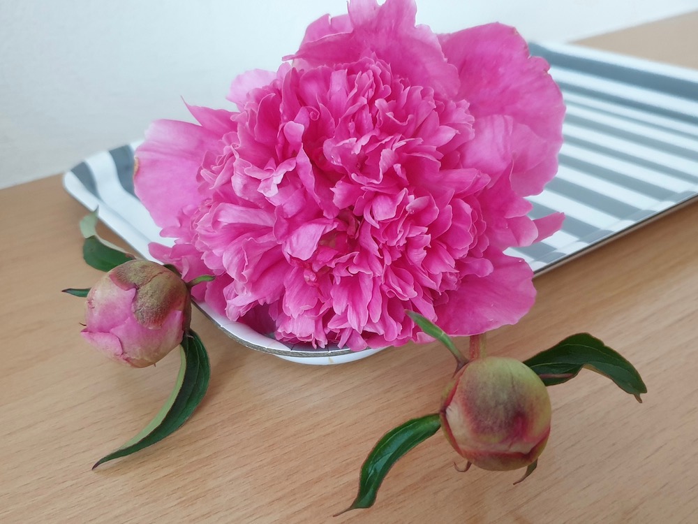 Paeonia lactiflora 'Bouquet Perfect' (Pfingstrose)