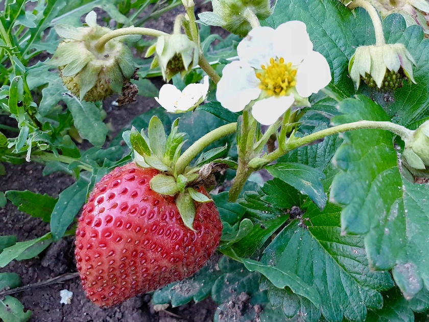 Erdbeere (Fragaria)