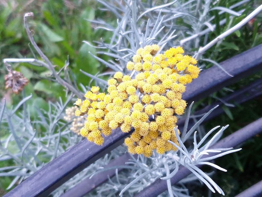 Currykraut (Helichrysum angustifolium)