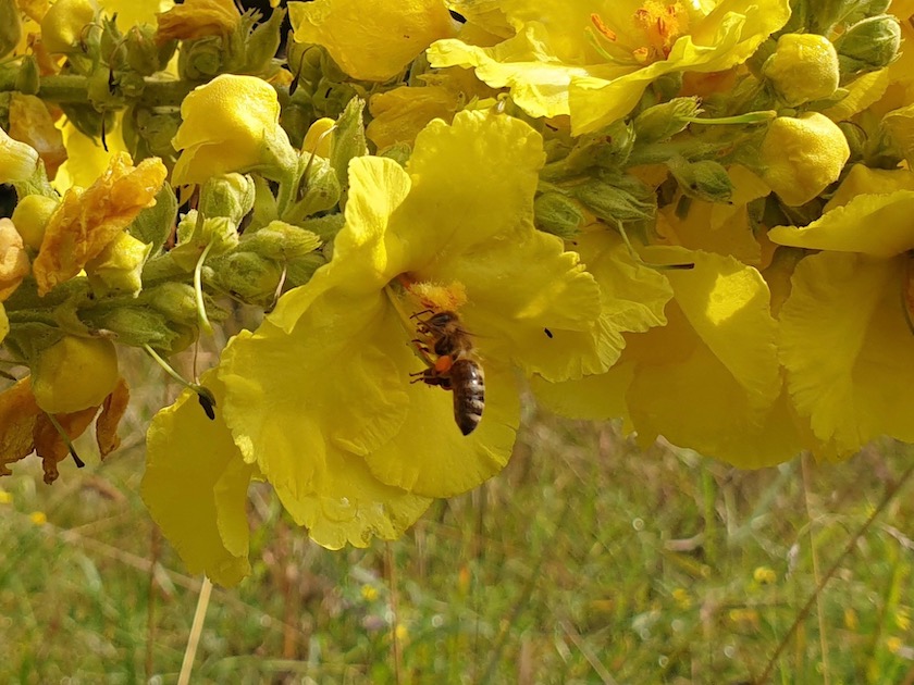 Biene an Großblütiger Königskerze (Verbascum densiflorum)