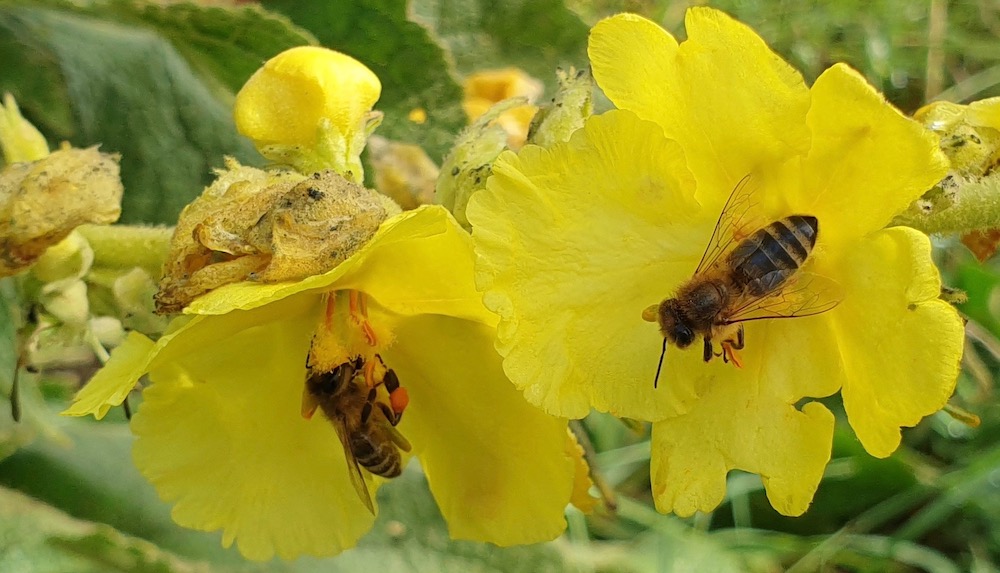 Bienen an Großblütiger Königskerze (Verbascum densiflorum)