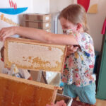 Honig verarbeiten mit der Bamberger Schulbiene