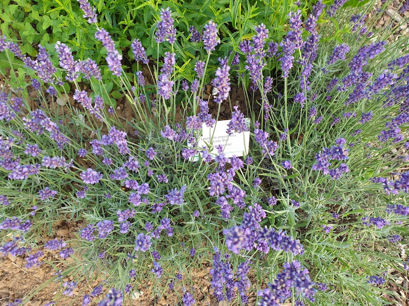 Gartenlavendel 'Hidcote Blue' (Lavandula angustifolia) am Schau-Kräuterbeet des Bamberger Bienengartens
