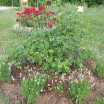 Rosenrondell 1 und 2 im Bamberger Bienengarten