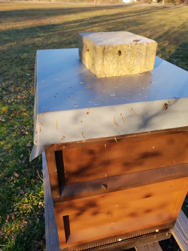 Kotspritzer auf Bienenbeute bei der Frühjahrsreinigung / Reinigungsflug