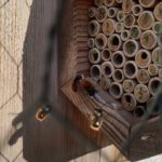Wildbienen, Mauerbienen im Wildbienenhotel, Bamberger Bienengarten