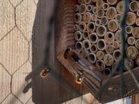 Wildbienen, Mauerbienen im Wildbienenhotel, Bamberger Bienengarten