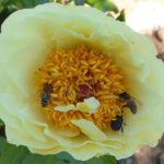 Bienen in Päonie (Paeonia Hybride 'Lemon Chiffon') im Schau-Pfingstrosenbeet im Bamberger Bienengarten