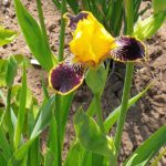 Iris barbata eliator syn. Germanica Bulbs 'Bumblebee Deelite'