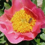 Biene an Paeonia lactiflora Hybride 'Gedenken', Pfingstrose im Bamberger Bienengarten