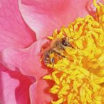 Paeonia lactiflora Hybride 'Gedenken', Pfingstrose im Bamberger Bienengarten