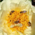 Bienen und Glattschieniger Pinselkäfer Trichius gallicus an Paeonia Hybride 'Lemon Chiffon'