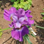 Iris sibirica 'Weinkönigin'