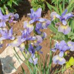 Iris sibirica 'Kleiner-Schmetterling'