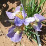 Iris sibirica 'Kleiner-Schmetterling'