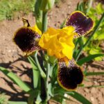 Iris barbata eliator syn. Germanica Bulbs 'Bumblebee Deelite' im Schau-Pfingstrosenbeet des Bamberger Bienengartens