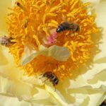 Bienen und Glattschieniger Pinselkäfer Trichius gallicus an Paeonia Hybride 'Lemon Chiffon'