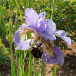 Hummel an Iris sibirica 'Kleiner-Schmetterling'