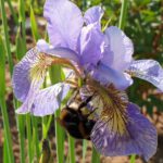 Hummel an Iris sibirica 'Kleiner-Schmetterling'