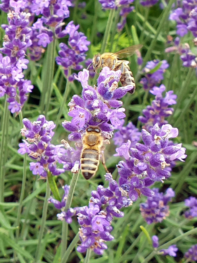 Bienen an Lavendel 'Hidcote-Blue' im Bamberger Bienengarten