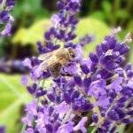 Biene an Lavendel