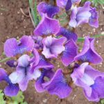 Iris sibirica 'Lavendelwein'