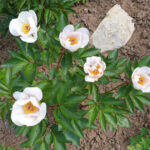 Paeonia Hybride 'Lovebirds', Pfingstrose im Bamberger Bienengarten