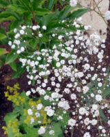 Gypsophila paniculata, Schleierkraut 'Bristol Fairy'