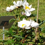 Paeonia lactiflora 'White Wings', Pfingstrose