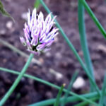 Allium schoenoprasum, Schnittlauch