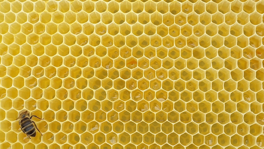 Stellenweise mit Nektar gefüllte Honigwabe