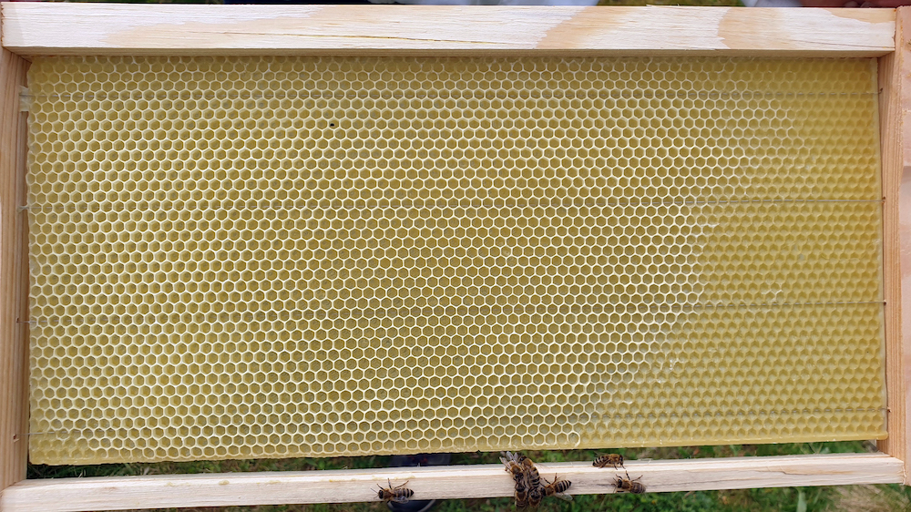 Übergang von der Mittelwand zur ausgebauten Honigwabe