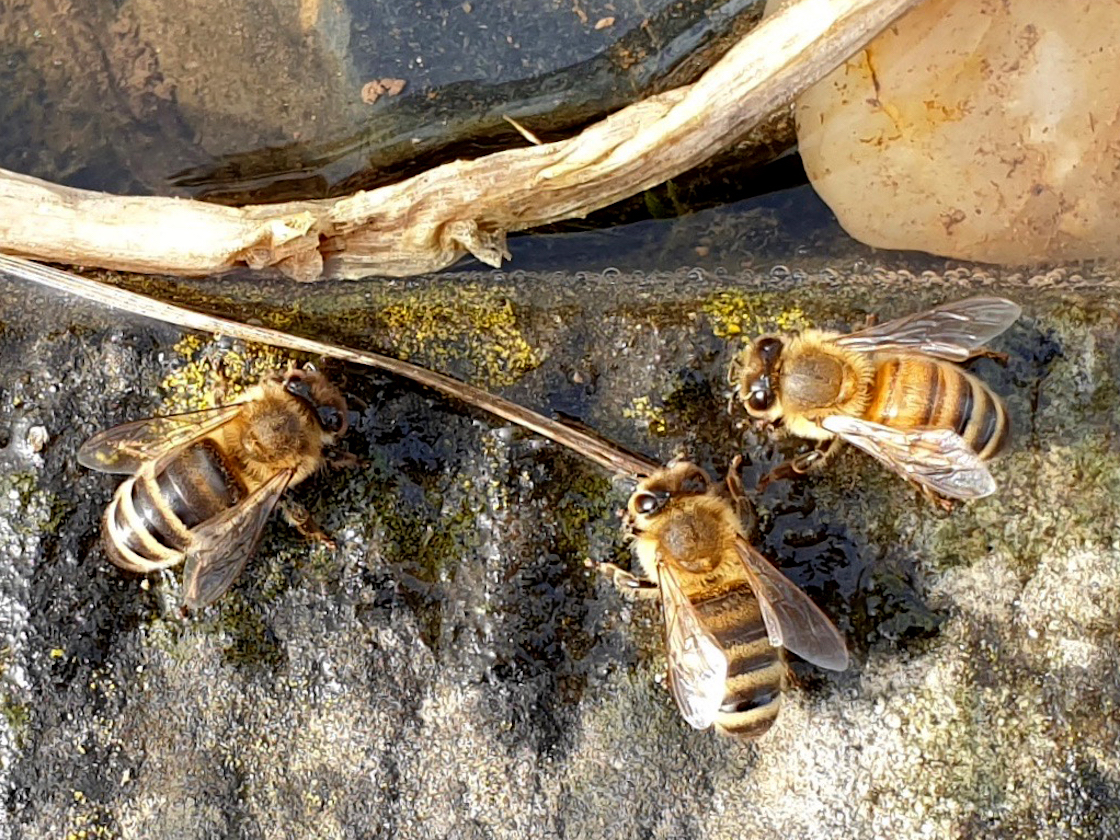Trinkende Bienen am Miniteich im Bamberger Bienengarten