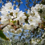 Biene an Kirschblüte (Sauerkirsche9