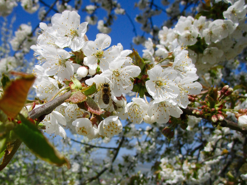 Biene an Kirschblüte (Sauerkirsche9