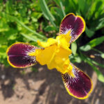 Iris barbata eliator syn. Germanica Bulbs 'Bumblebee Deelite' im Schau-Pfingstrosenbeet des Bamberger Bienengartens