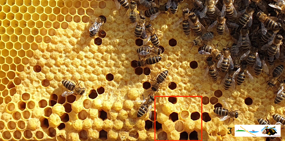 Lösung zur Puzzlebeute, Bienen, Quiz 2b