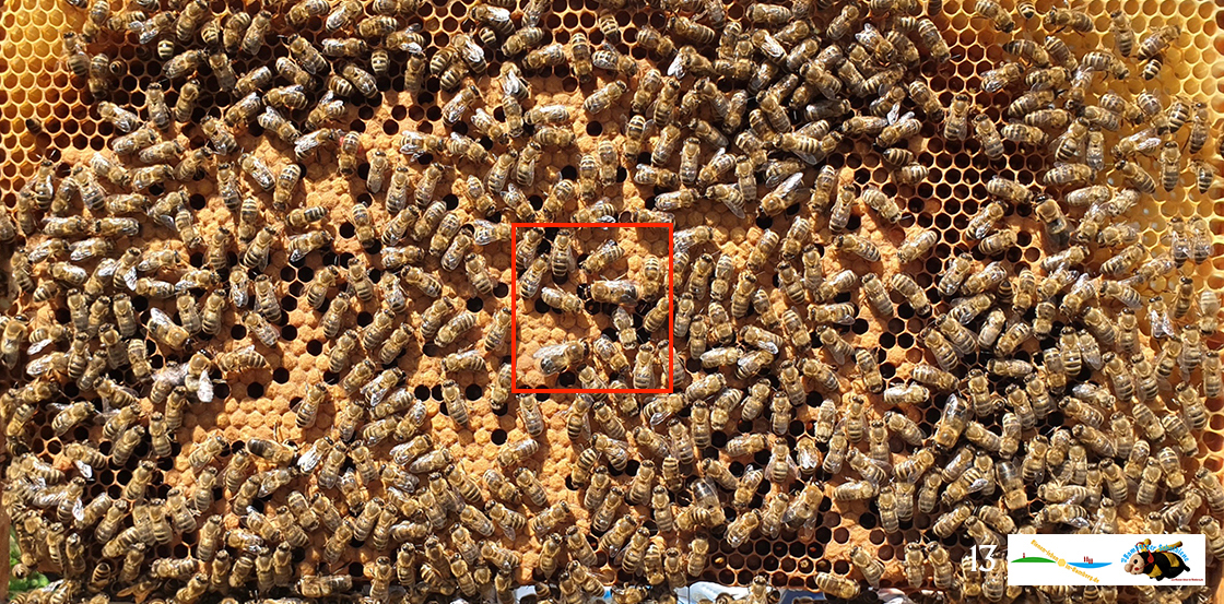 Lösung zur Puzzlebeute, Bienen, Quiz 7b