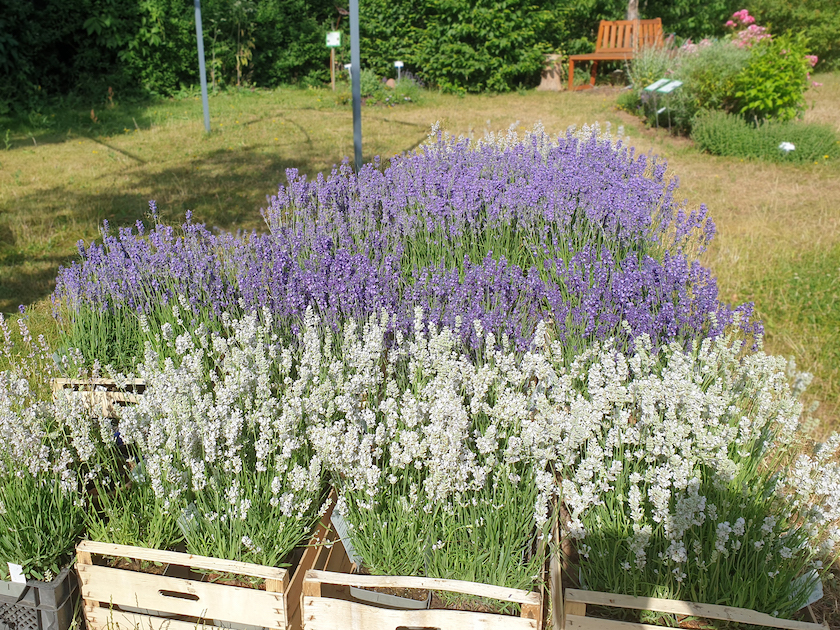 Lavendel in fünf Sorten für die Lavendel- und Honigmesse 2022 im Bamberger Bienengarten
