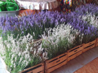 Lavendel- und Honigmesse 2022