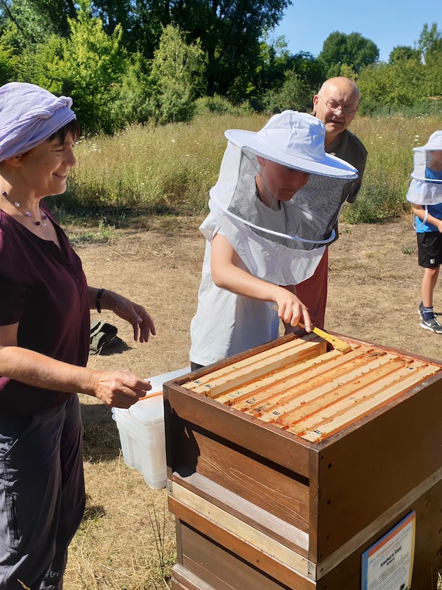 Öffentliche Honigernte zur BIWa-Sonntagsöffnung am Bienenweg in Bamberg