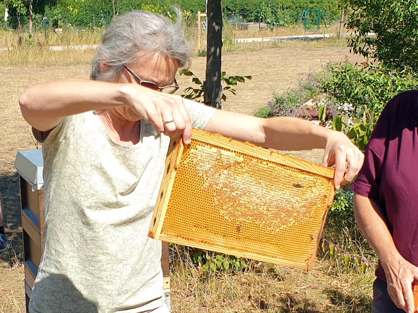 Öffentliche Honigernte zur BIWa-Sonntagsöffnung am Bienenweg in Bamberg